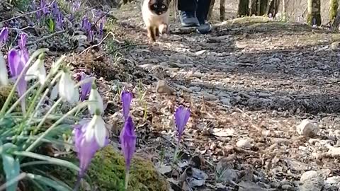 Spring adventure with my cat
