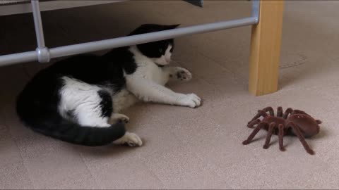 kitten scared of the spider