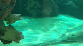 Big shark look like sleep, sea, aquarium, water, control