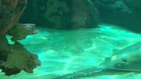 Big shark look like sleep, sea, aquarium, water, control