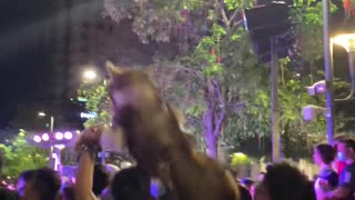 Happy Husky Hoisted onto Shoulders During Gathering