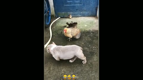 Chicken V/s Dog fight 🐕🦃 |so fun dog fights part -1