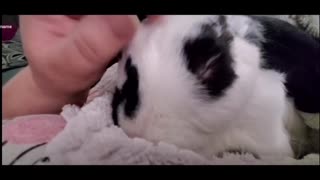 Snoring bunny