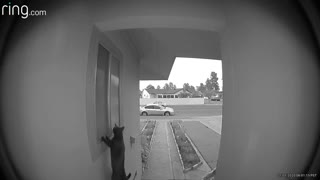 Doorbell Catches Attempted Break-In by Cat Burglar