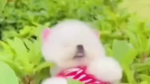 Funny and Cute Animals Videos 2022 - Funny Animals, Try Not to Laugh
