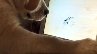 Golden Retriever Puppy Plays Game On Ipad