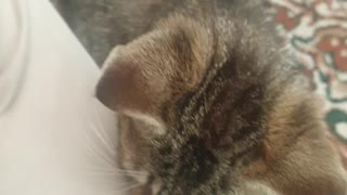 ASMR My Kitten Purring So Loud😍 Relaxing