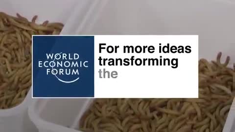 World Economic Forum: Eating Bugs is the Future