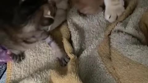 Mom cat protects her little baby kittens ... Too cute!