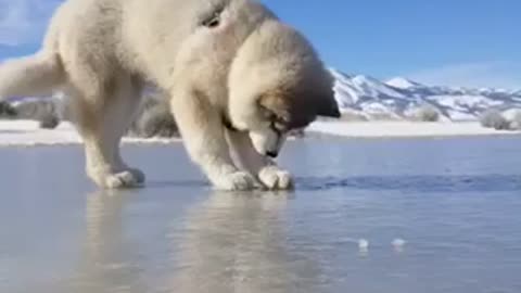 Thirsty Siberian Husky