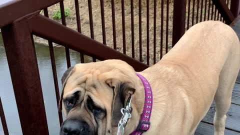 Why is Oliver the Mastiff afraid to cross the bridge?