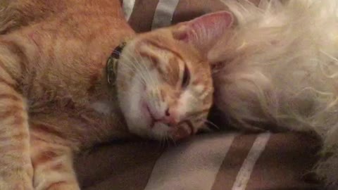 Terrier snuggles up to very tolerant kitten