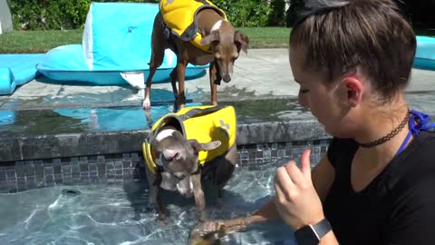 Teach Your Dogs How To Swim in just few days!