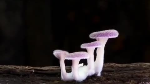 mushrooms: animals or plants..?