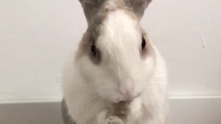 Bunny eating food and looking directly at the camera