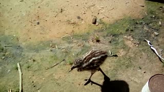 Emu baby's morning derp