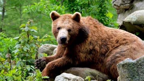 A Brown Bear take some rest..🐻🐻🐻