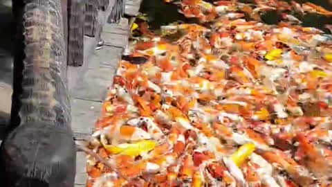 Feeding thousands of fish is unbelievable