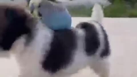 Beautiful parrot riding on dog !wonderful