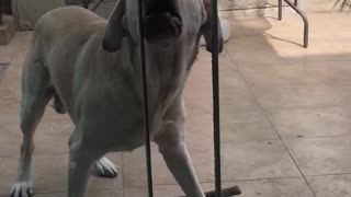 Dog attempting to get through glass door