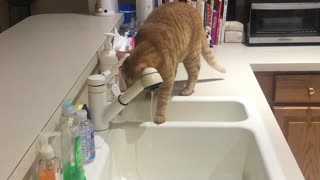 Rudy Tries Drinking From The Sink