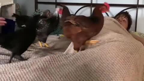 Chicken Dancer