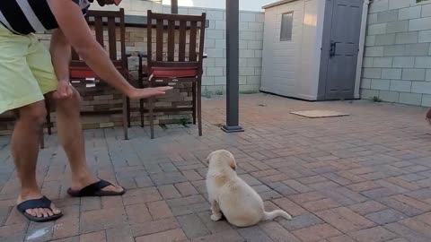 training of puppy dog