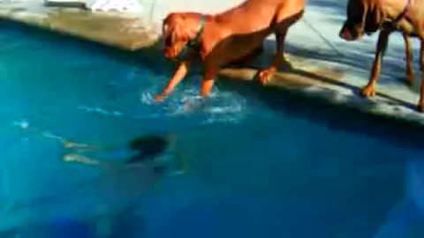 Dog Freaks Out When Owner Dives Underwater
