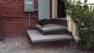 Brown dog running down stairs and face planting