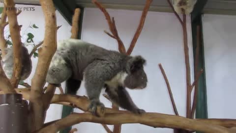 Cute Koalas Playing 🐨 Funny Koala Bears [Funny Pets]