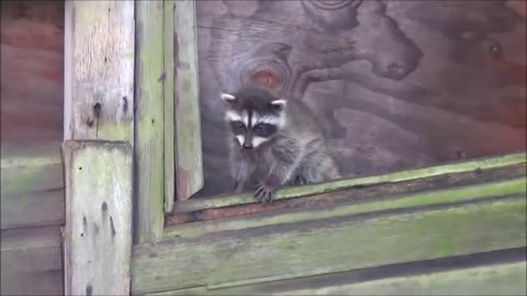 all Baby Raccoons Are Cheeky - FUNNIEST Compilation😂 🤣