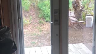 Bird tapping on door