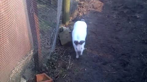 Cute bunny hopping and asking for food