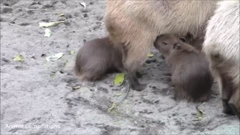 baby capybara playing with their moms