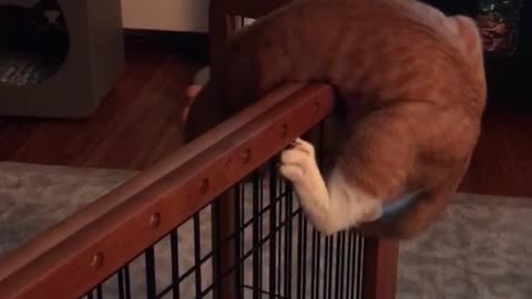 Orange cat trying to climb over fence in house