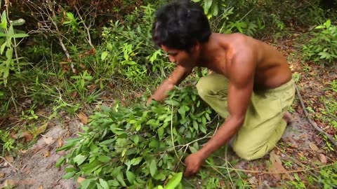 Million Dollars Skill! Brave Millionaire Harvesting Honey Beehive by Hands