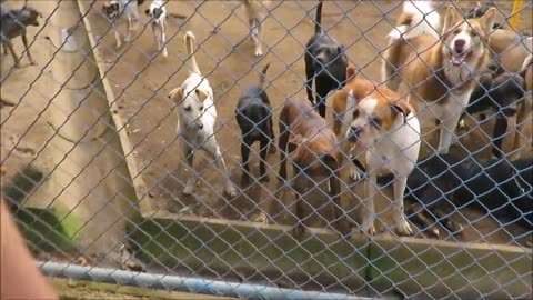 Territorio de Zaguates Land of the strays Dog rescue....