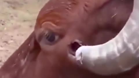 deformed horn is too painful for the cow