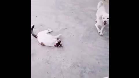Funny animals Cute dog and Cute cat