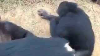 Insane group of monkeys attack camera!