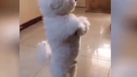 Adorable funny cute pets - Funny pet video