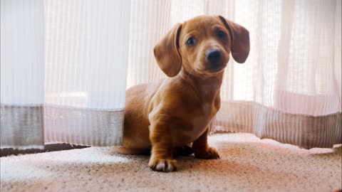 Sad dog wondering why the guy taking video for him