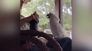 Cockatoo shares a refreshing Dr Pepper with owner