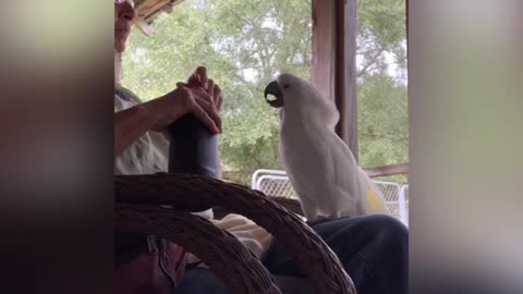 Cockatoo shares a refreshing Dr Pepper with owner