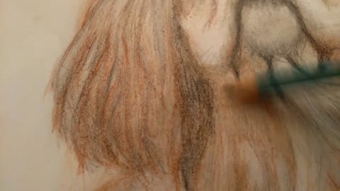 Drawing Dog Long Hair