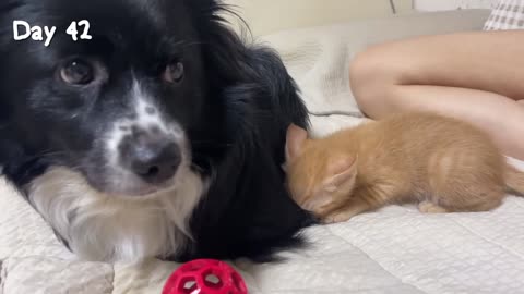 Rescued Tiny Kitten Grows Up Believing He’s a Big Dog | Day 1 to 60