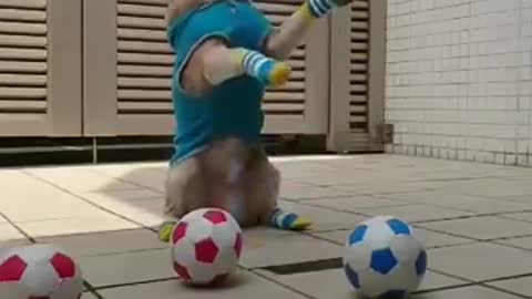 So lovely cute dog play football very funny 2021
