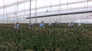 Cannabis medicinal: una industria con oportunidades para el campo colombiano [Video]