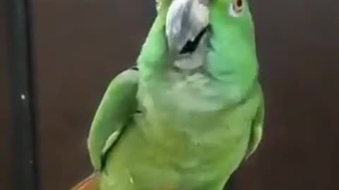 Parrot recite Kalma