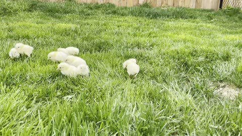 Fluffy, cute, yellow baby chicks enjoy the fresh grass